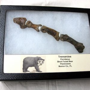 Genuine Tremarctos Short Faced Bear #2 -Digit-1