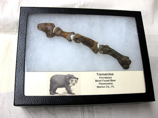 Genuine Tremarctos Short Faced Bear #2 -Digit-1