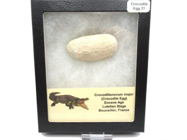 Fossil Crocodile Egg from France #31