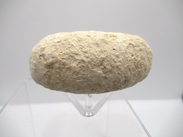 Fossil Crocodile Egg from France #31 - Image 2