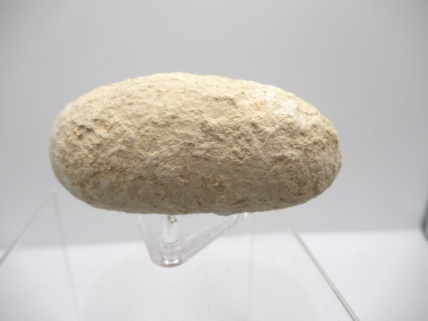 Fossil Crocodile Egg from France #31 - Image 5