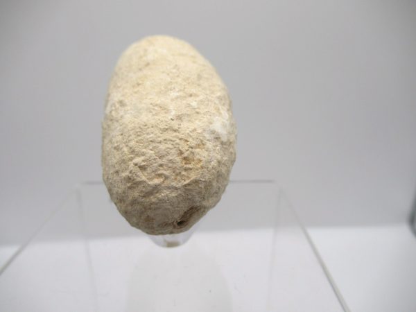 Fossil Crocodile Egg from France #31 - Image 4