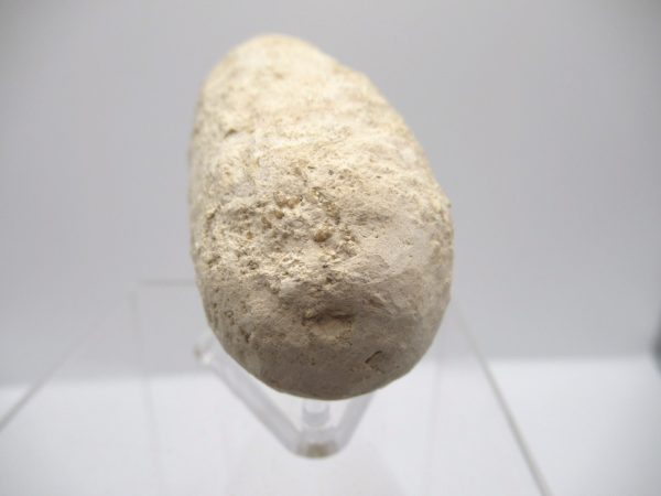 Fossil Crocodile Egg from France #31 - Image 3