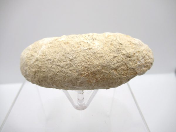 Fossil Crocodile Egg from France #33 - Image 2