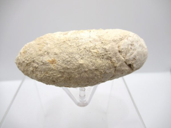 Fossil Crocodile Egg from France #33 - Image 5