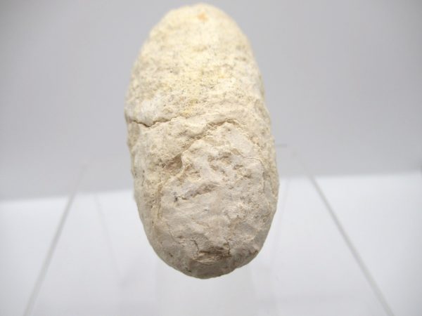 Fossil Crocodile Egg from France #33 - Image 4