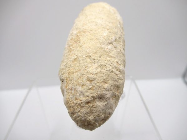 Fossil Crocodile Egg from France #33 - Image 3