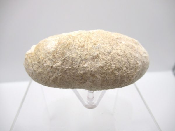 Fossil Crocodile Egg from France #34 - Image 2