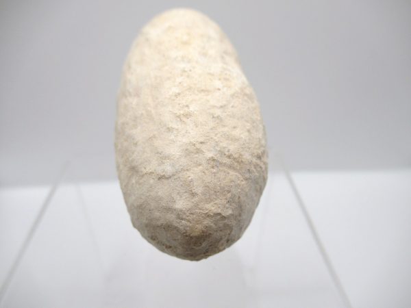 Fossil Crocodile Egg from France #34 - Image 4