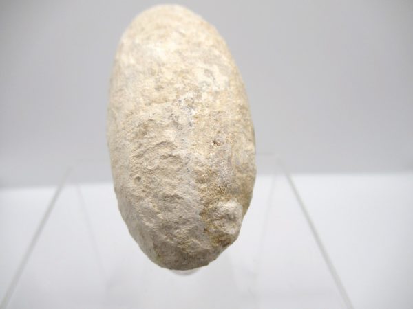 Fossil Crocodile Egg from France #34 - Image 3