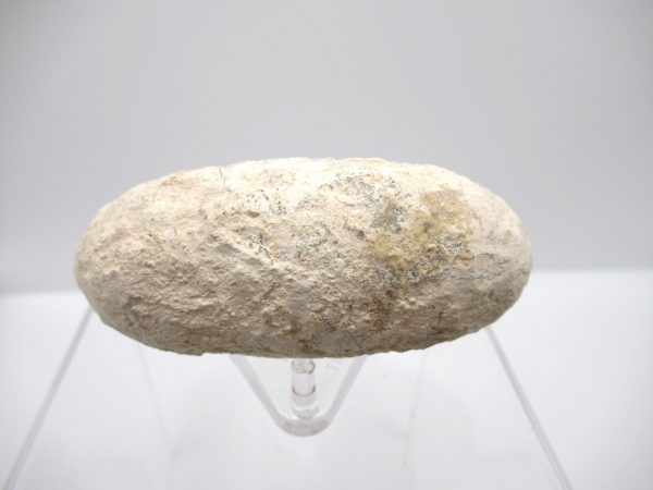 Fossil Crocodile Egg from France #36 - Image 2