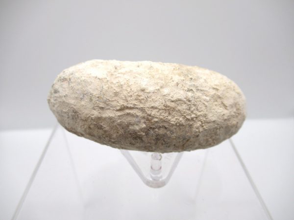 Fossil Crocodile Egg from France #36 - Image 5