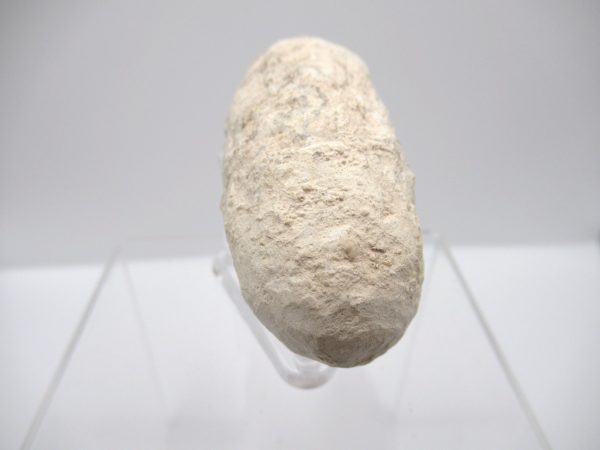 Fossil Crocodile Egg from France #36 - Image 4