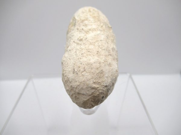 Fossil Crocodile Egg from France #36 - Image 3