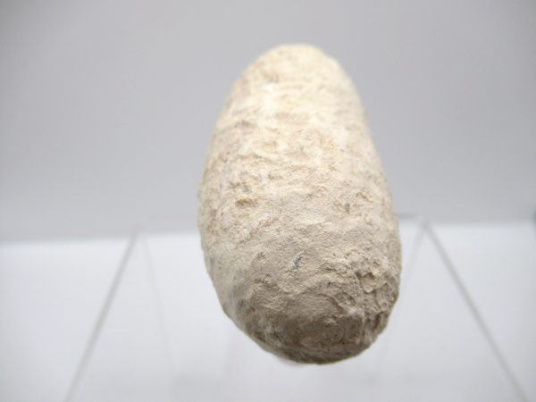 Fossil Crocodile Egg from France #37 - Image 4