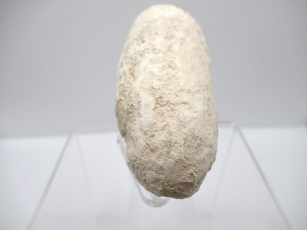 Fossil Crocodile Egg from France #37 - Image 3