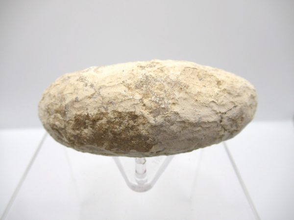 Fossil Crocodile Egg from France #38 - Image 2