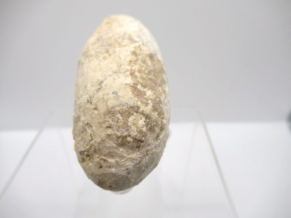 Fossil Crocodile Egg from France #38 - Image 3