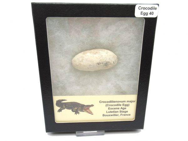 Fossil Crocodile Egg from France #40