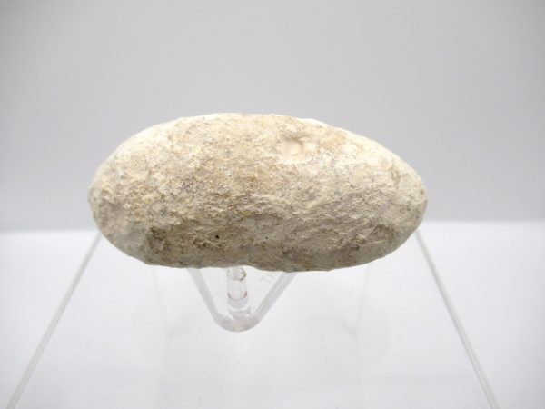 Fossil Crocodile Egg from France #40 - Image 2