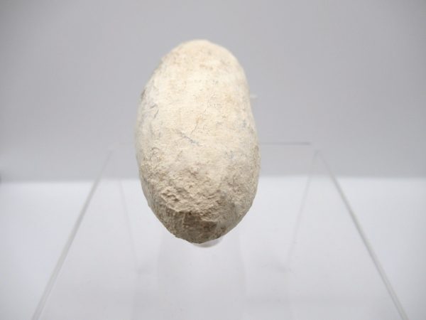 Fossil Crocodile Egg from France #40 - Image 4