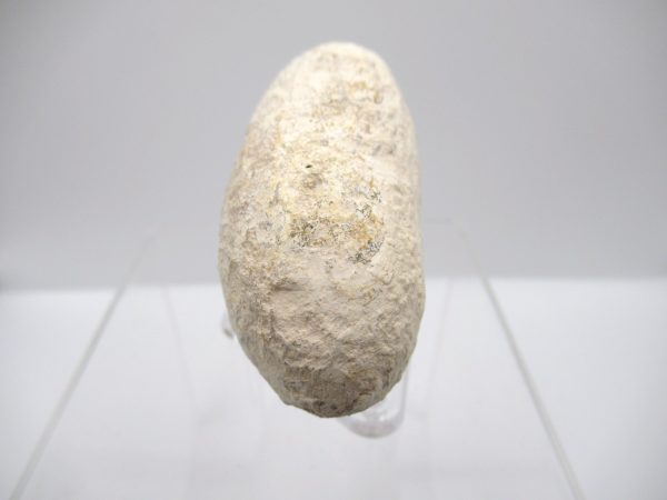 Fossil Crocodile Egg from France #40 - Image 3