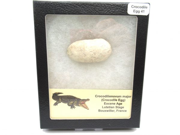 Fossil Crocodile Egg from France #41