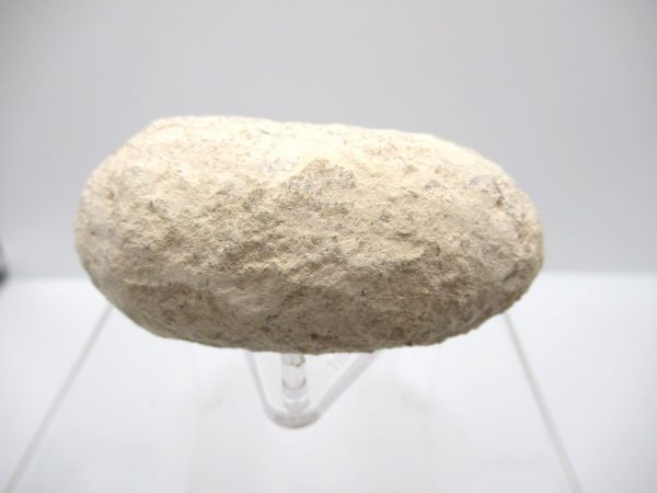 Fossil Crocodile Egg from France #41 - Image 2