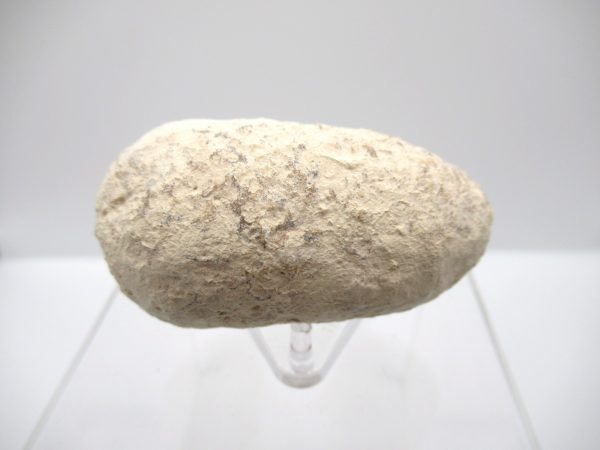 Fossil Crocodile Egg from France #41 - Image 5