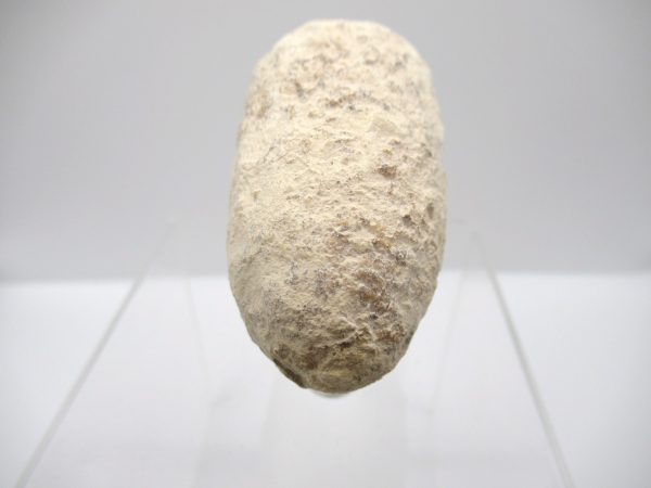 Fossil Crocodile Egg from France #41 - Image 4