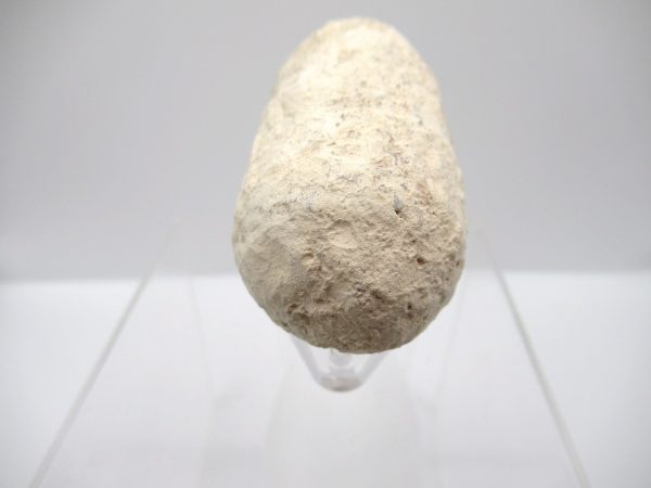 Fossil Crocodile Egg from France #41 - Image 3