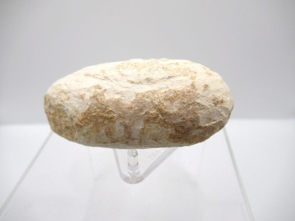 Fossil Crocodile Egg from France #43 - Image 5