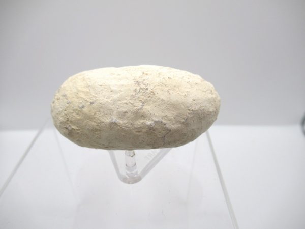 Fossil Crocodile Egg from France #45 - Image 2