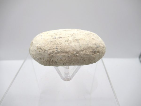 Fossil Crocodile Egg from France #45 - Image 5