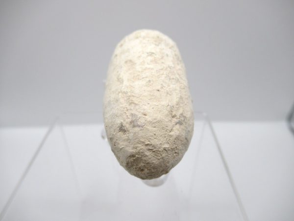 Fossil Crocodile Egg from France #45 - Image 4