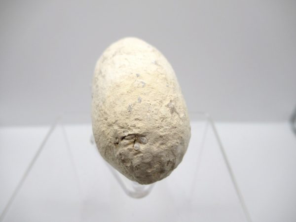 Fossil Crocodile Egg from France #45 - Image 3