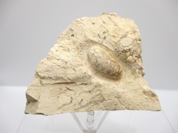 Fossil Snake Egg from France #12