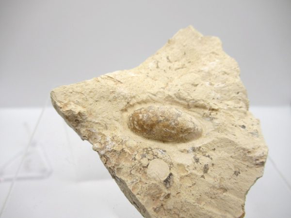 Fossil Snake Egg from France #12 - Image 2