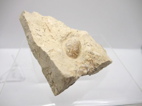 Fossil Snake Egg from France #12 - Image 3