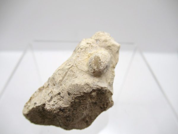 Fossil Snake Egg from France #15 - Image 2