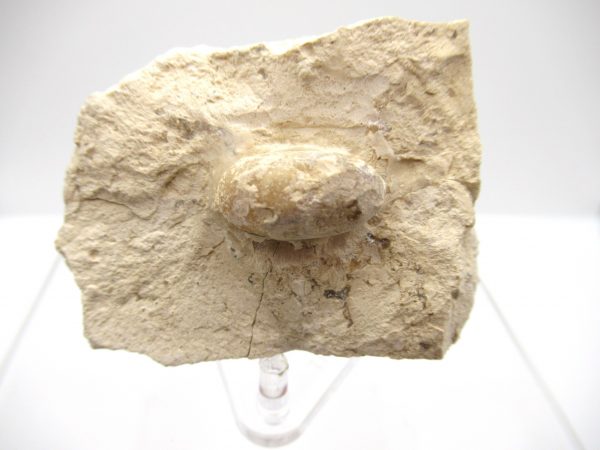 Fossil Snake Egg from France #16