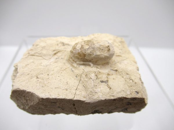 Fossil Snake Egg from France #16 - Image 2