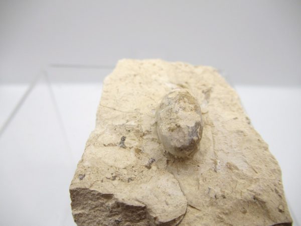 Fossil Snake Egg from France #16 - Image 3