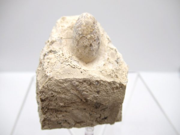 Fossil Snake Egg from France #18