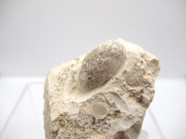 Fossil Snake Egg from France #18 - Image 2