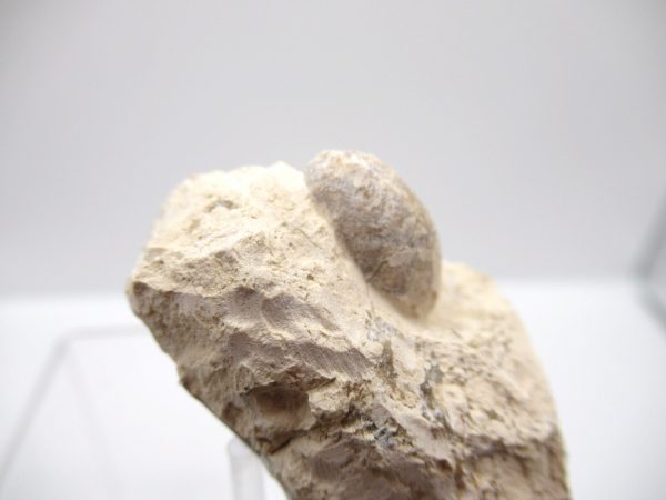 Fossil Snake Egg from France #18 - Image 3