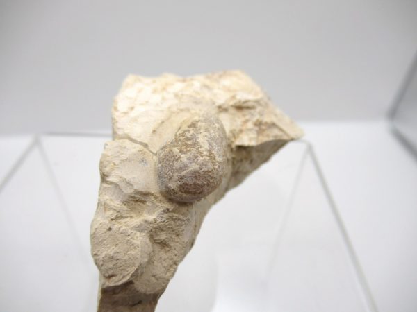 Fossil Snake Egg from France #19 - Image 3