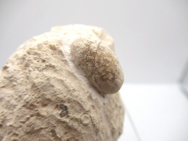 Fossil Snake Egg from France #21 - Image 2