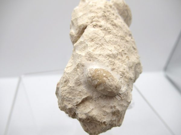 Fossil Snake Egg from France #21 - Image 6