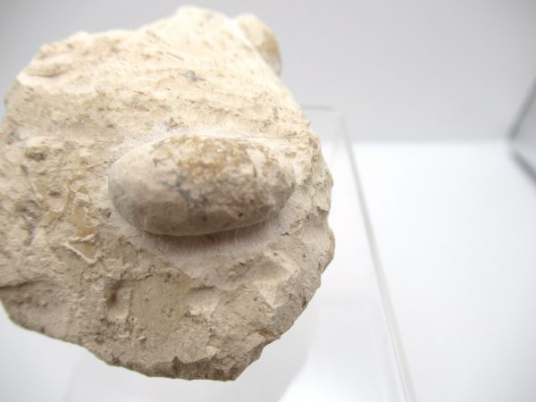 Fossil Snake Egg from France #21 - Image 5